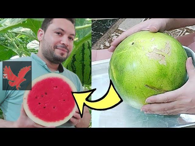 مرملة ولا قرعة ولا إيه.. صدمة مدوية للتجار طريقة معرفة البطيخة حمرا ولا لا بالذكاء الاصطناعي.. جرب هذه الطريقة ولن تندم